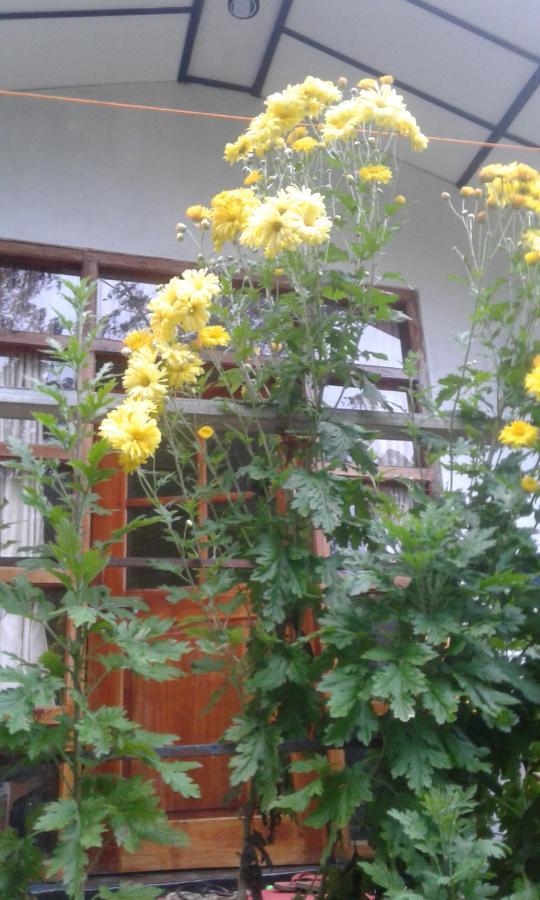Lily Adam'S Peak Bed and Breakfast Nallathanniya Εξωτερικό φωτογραφία